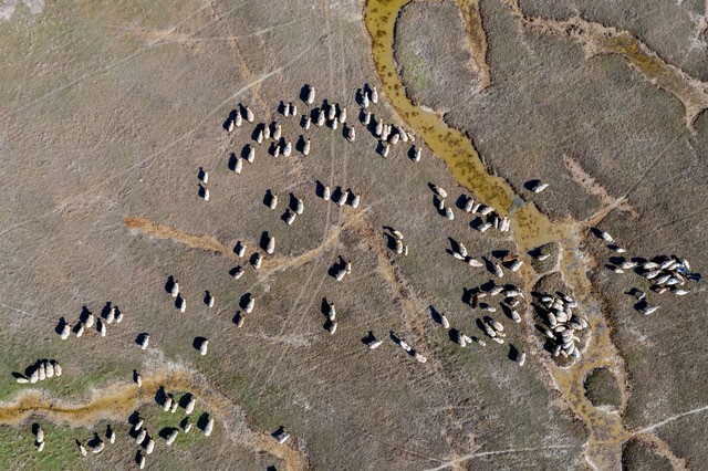 mouton pré salé photo drone