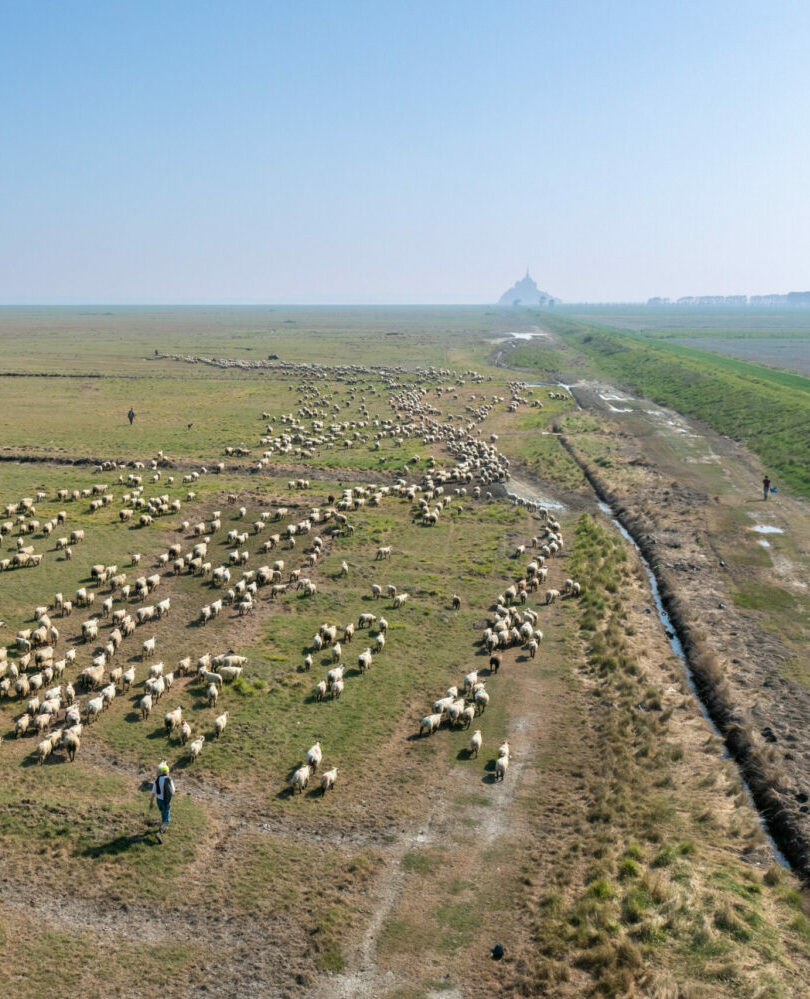 les moutons de la ferme des obiones retournent sur l'herbus après une grande marée